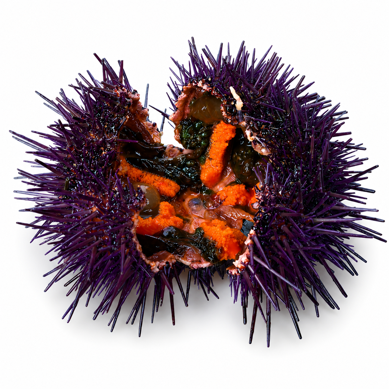 Frozen Sea Urchin Japan Grade A 100g/tray, ea