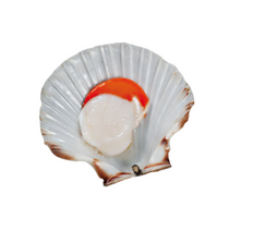 Wild Scottish Scallops Roe-off 10/20 ~45/1kg