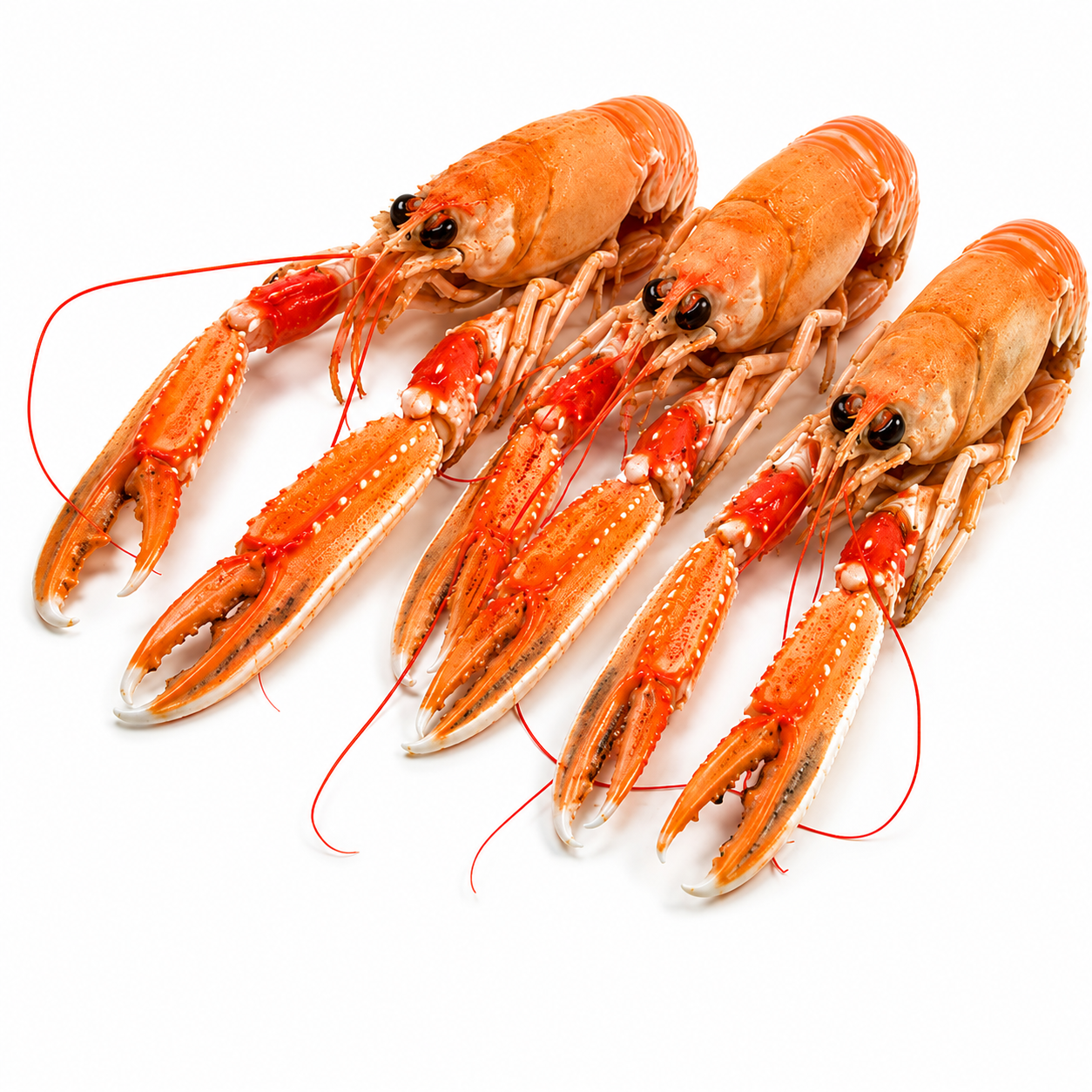 Wild Caught Hebridean Langoustine 3-7, 3kg/cs