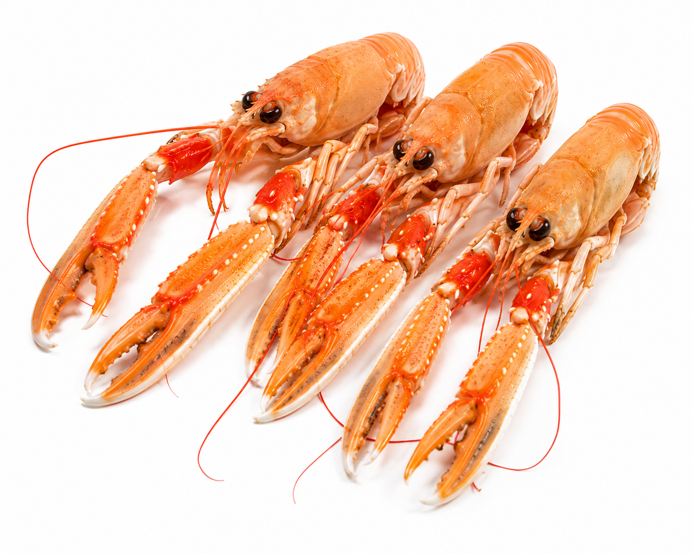 Wild Caught Hebridean Langoustine 3-7, 3kg/cs