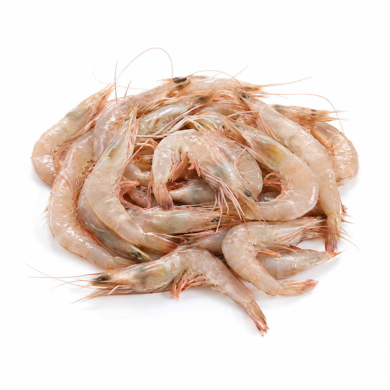 FRZ Wild Mediterranean White Shrimp, Medium (M), ~65pc/kg x 2–3kg, kg